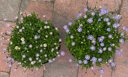 blauwe madelief mycorrhiza vergelijk